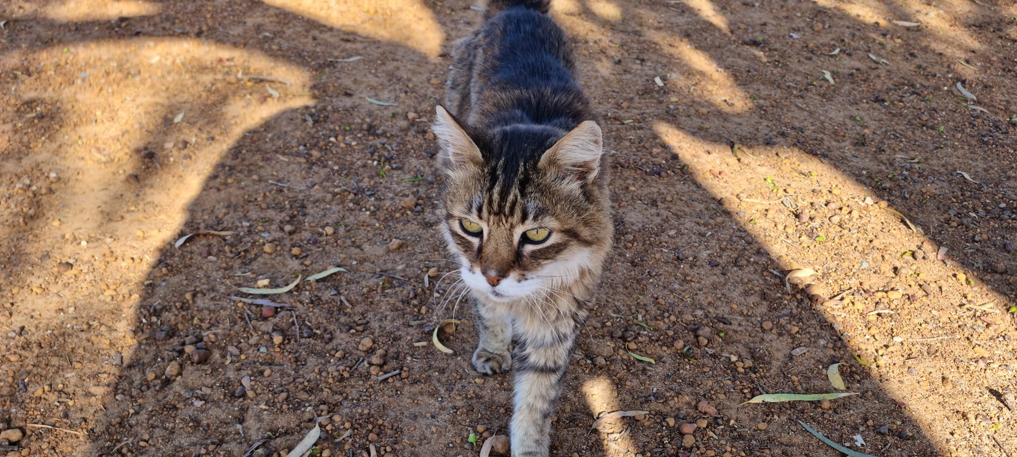 The Doctor - the roadhouse cat at Munglinup